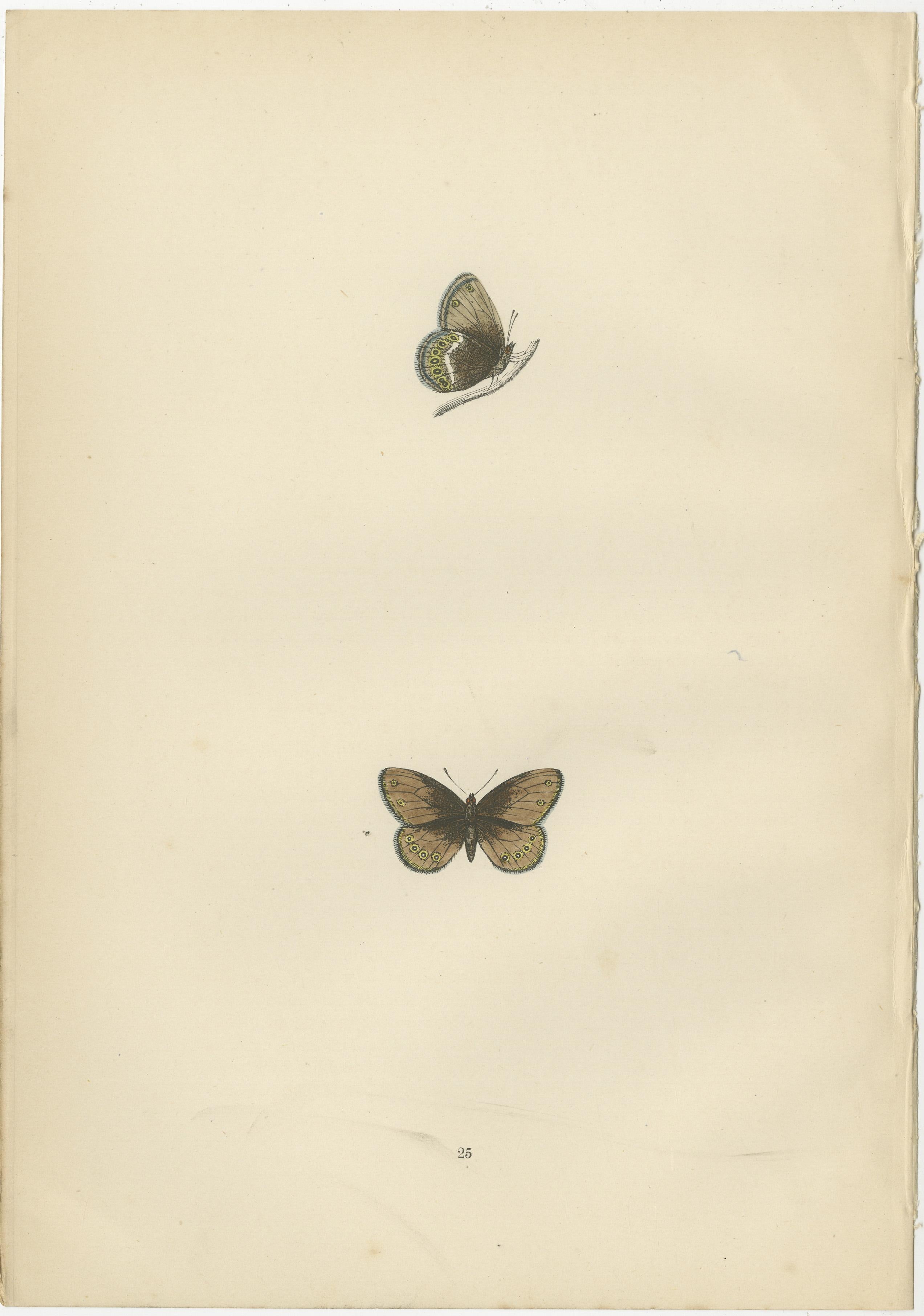 These plates illustrate three notable butterfly species:

1. **Silver-Bordered Ringlet (Boloria selene, previously known as Clossiana selene):**
   The Silver-Bordered Ringlet is depicted in the top image on the first plate. This butterfly is