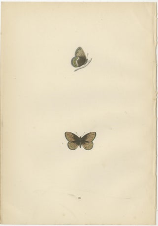 Metamorphosis in Motion: A Study of Butterfly Lifecycles, 1890, view 2