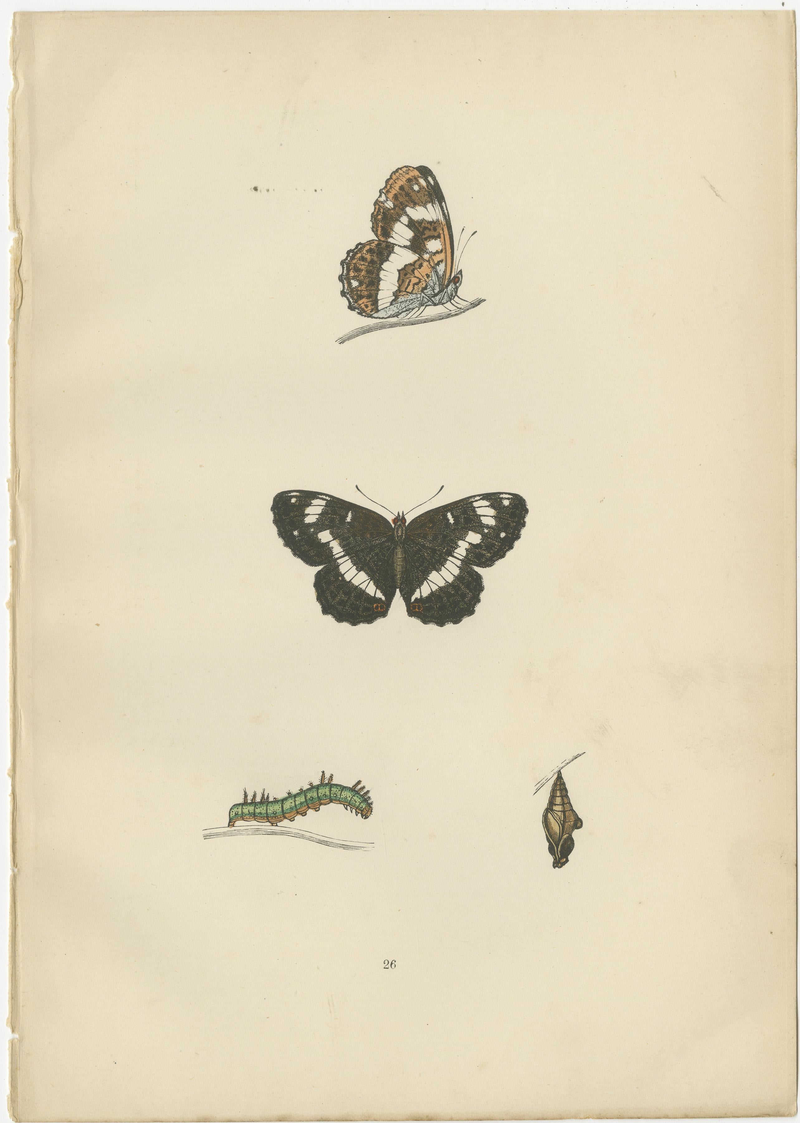 Metamorphosis in Motion: A Study of Butterfly Lifecycles, 1890 In Good Condition For Sale In Langweer, NL