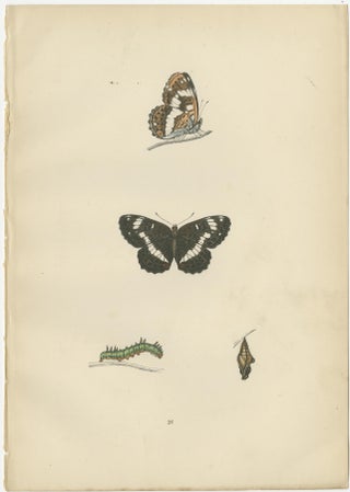 Metamorphosis in Motion: A Study of Butterfly Lifecycles, 1890, view 3