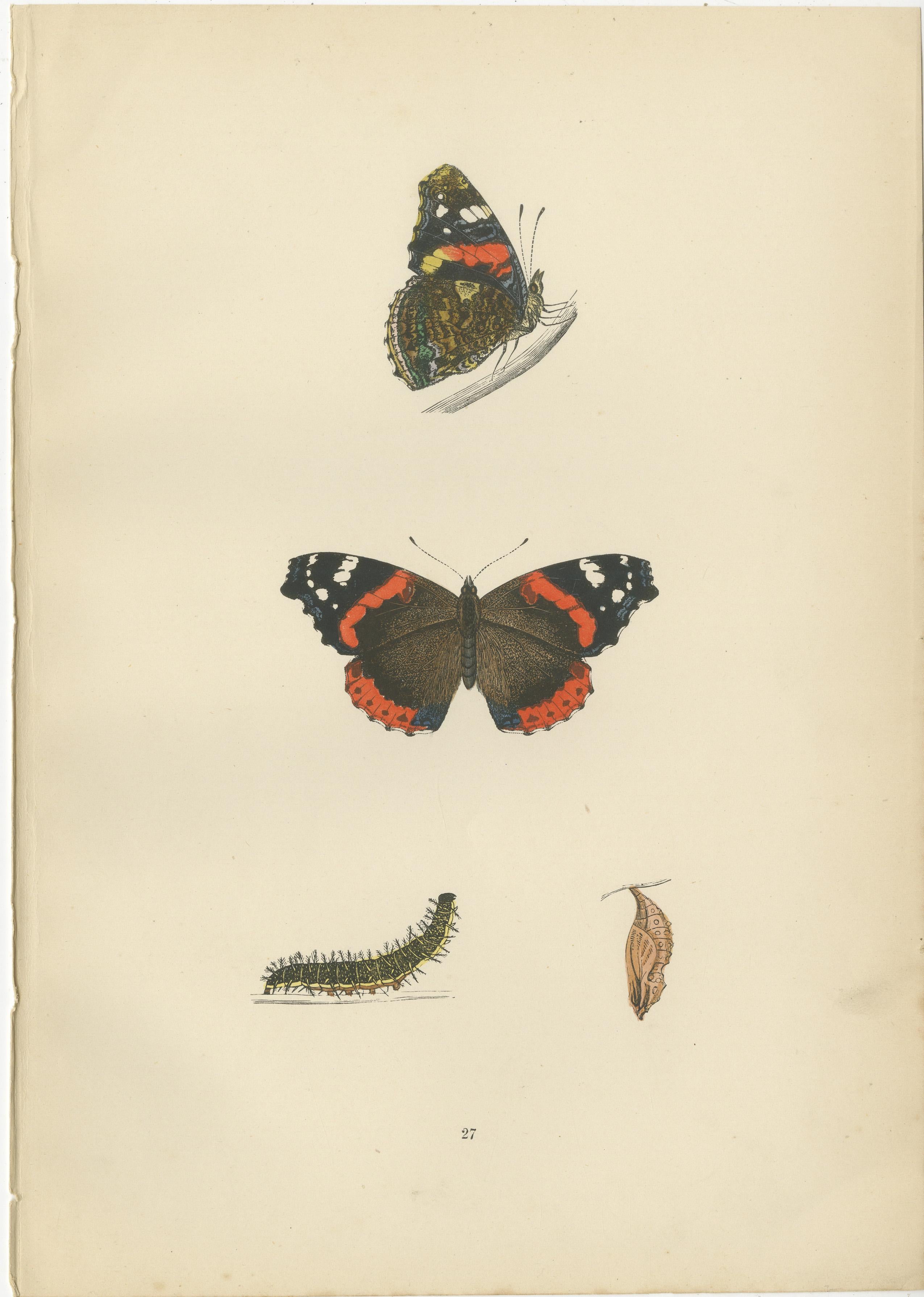 Late 19th Century Metamorphosis in Motion: A Study of Butterfly Lifecycles, 1890 For Sale