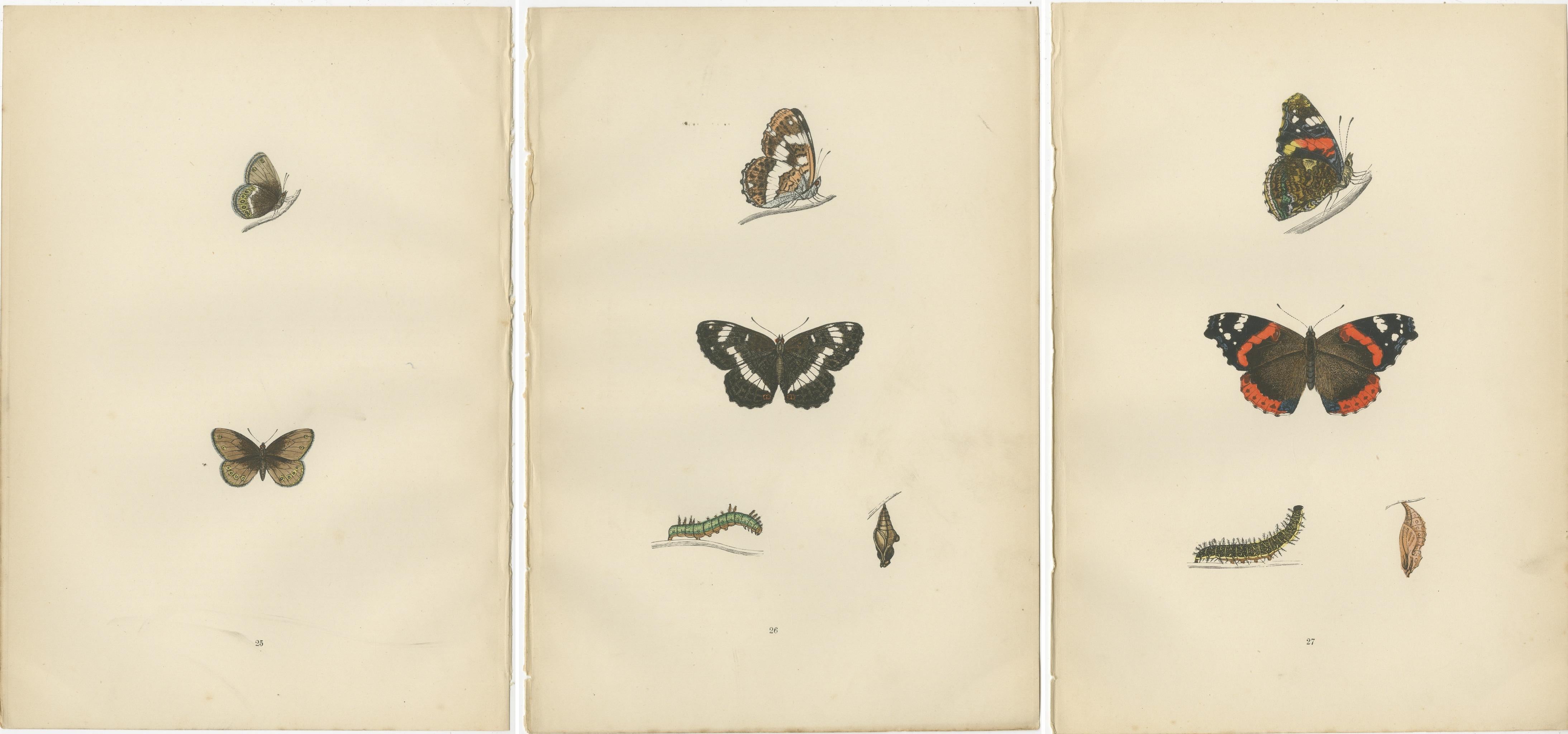 Paper Metamorphosis in Motion: A Study of Butterfly Lifecycles, 1890 For Sale