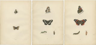 Metamorphosis in Motion: A Study of Butterfly Lifecycles, 1890, view 5