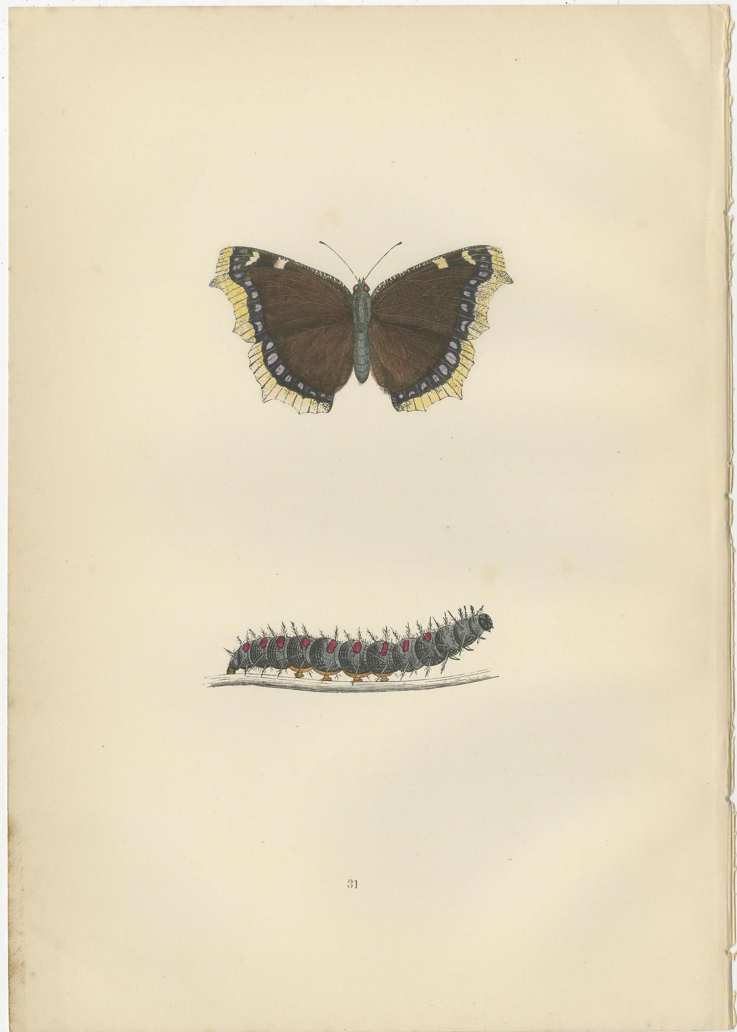 The butterflies depicted in these plates are indeed some of the more notable British species, each with distinct characteristics that make them interesting:

1. **Camberwell Beauty (Nymphalis antiopa)**: This is a large butterfly characterized by