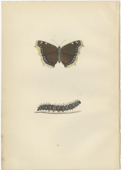 Metamorphosis in Motion: A Triptych of Butterfly Life Stages, 1890