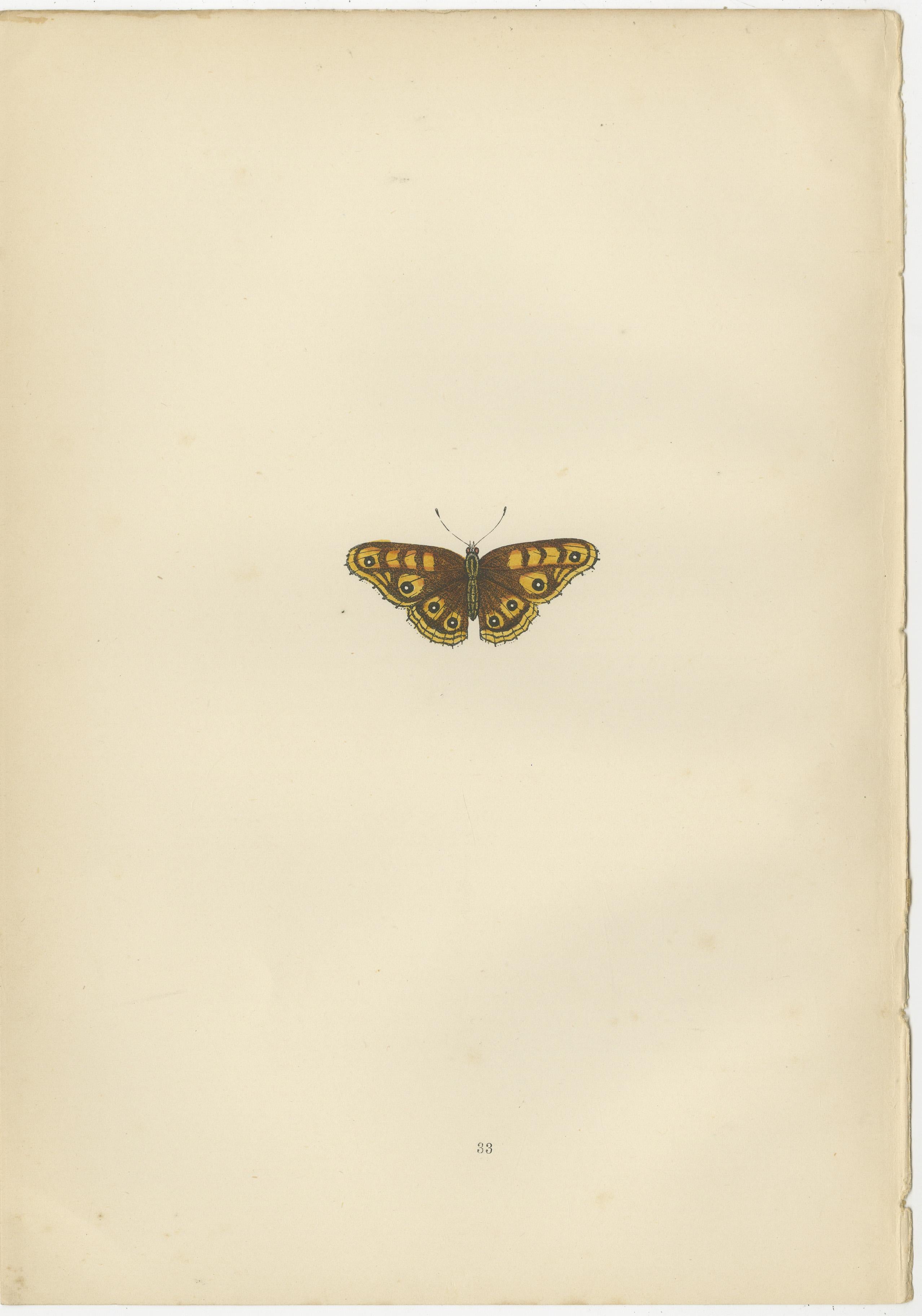 Late 19th Century Metamorphosis in Motion: A Triptych of Butterfly Life Stages, 1890 For Sale