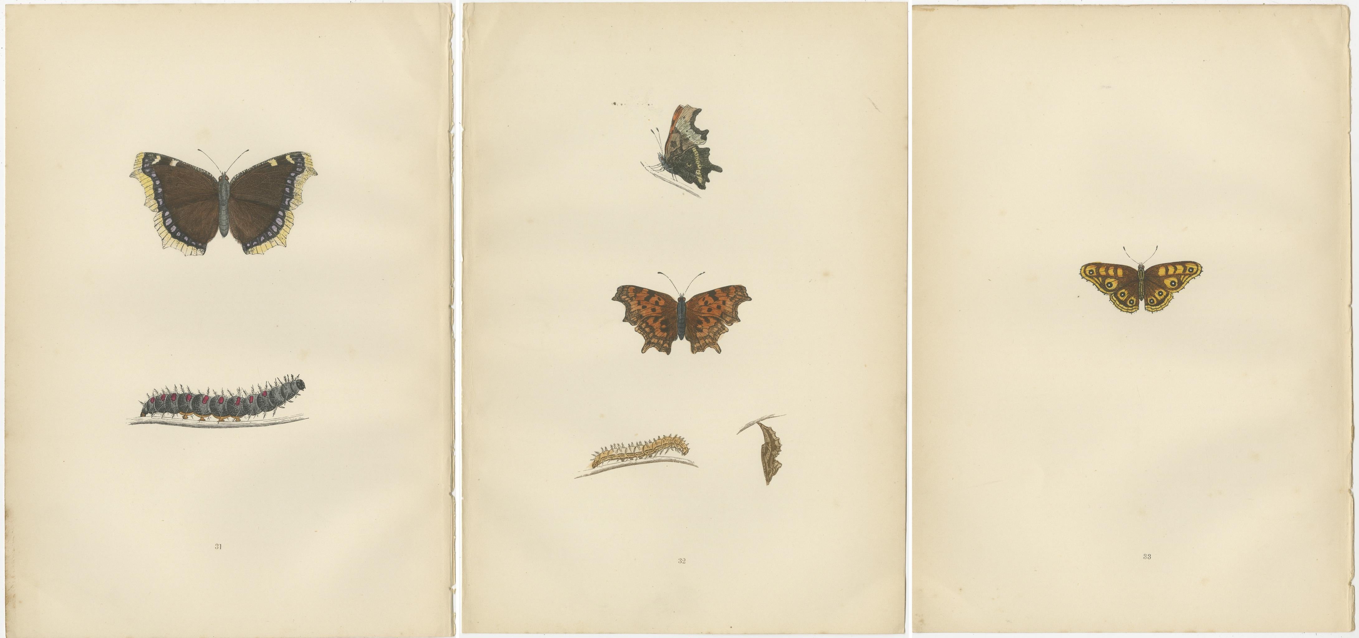 Metamorphose in Bewegung: Ein Triptychon der Lebensstadien eines Schmetterlings, 1890 (Papier) im Angebot
