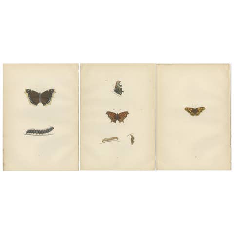 Metamorphosis in Motion: A Triptych of Butterfly Life Stages, 1890