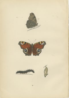 Metamorphosis in Motion: A Victorian Glimpse of British Butterflies, 1890