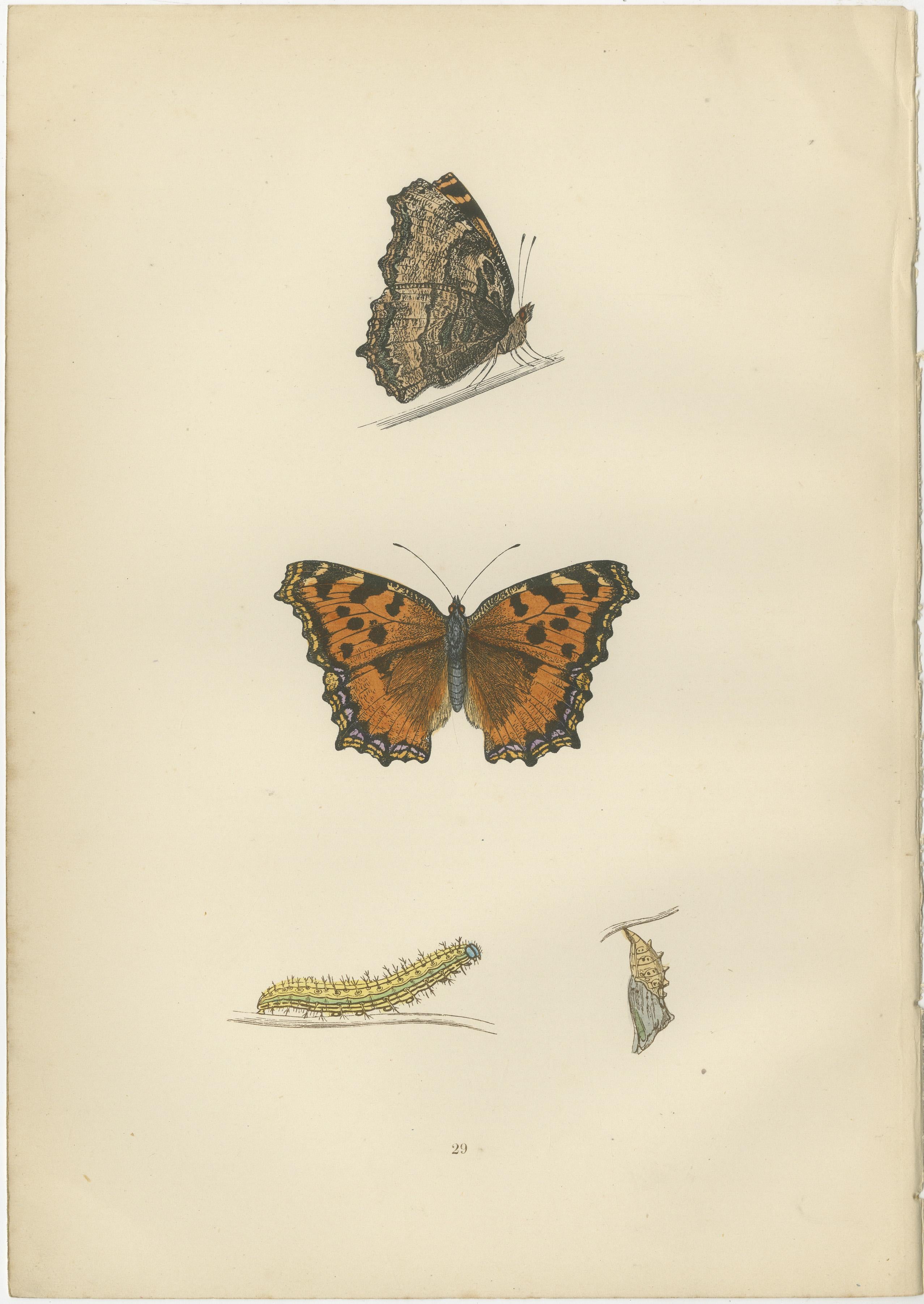 Metamorphosis in Motion: A Victorian Glimpse of British Butterflies, 1890 In Good Condition For Sale In Langweer, NL