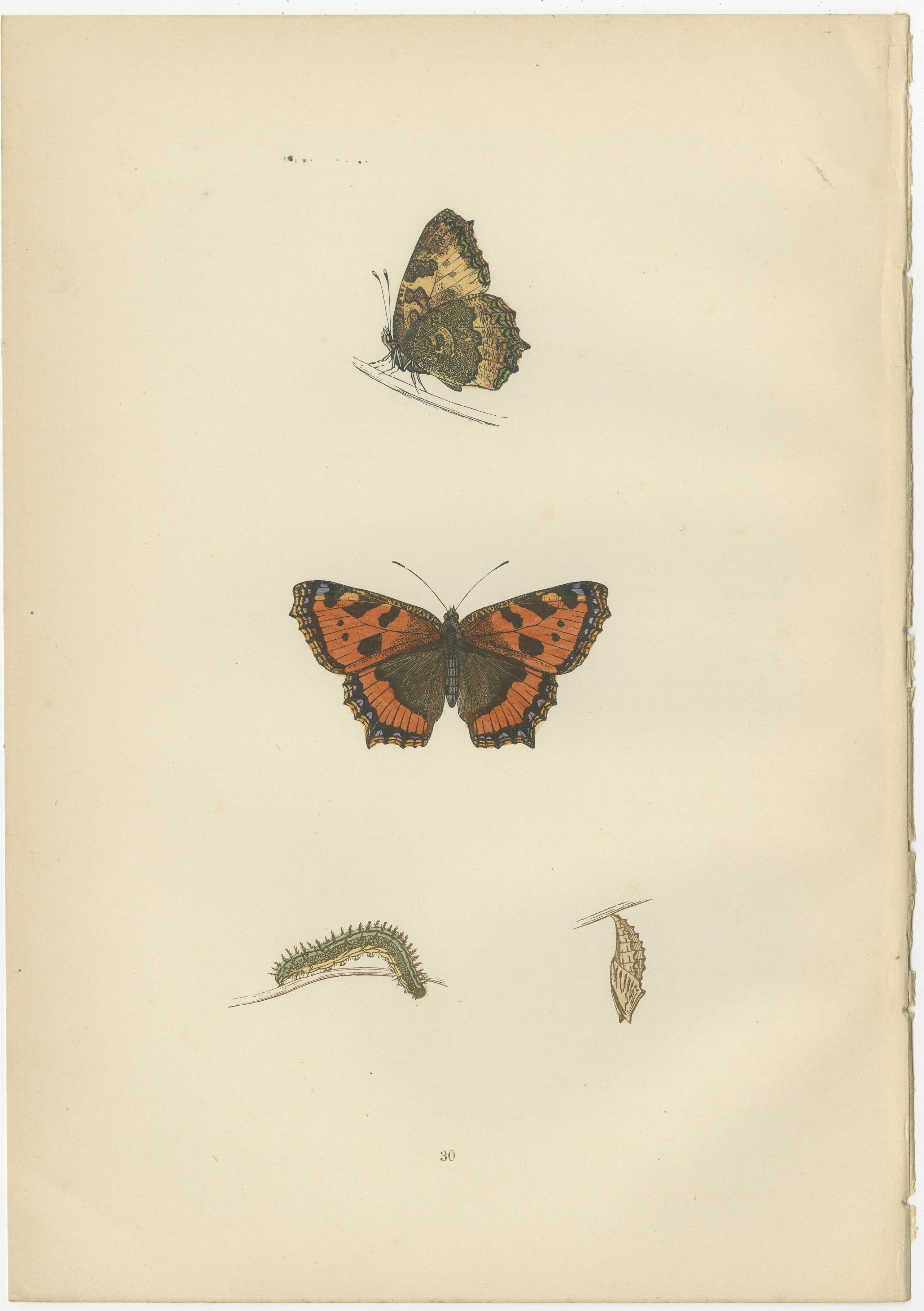Late 19th Century Metamorphosis in Motion: A Victorian Glimpse of British Butterflies, 1890 For Sale