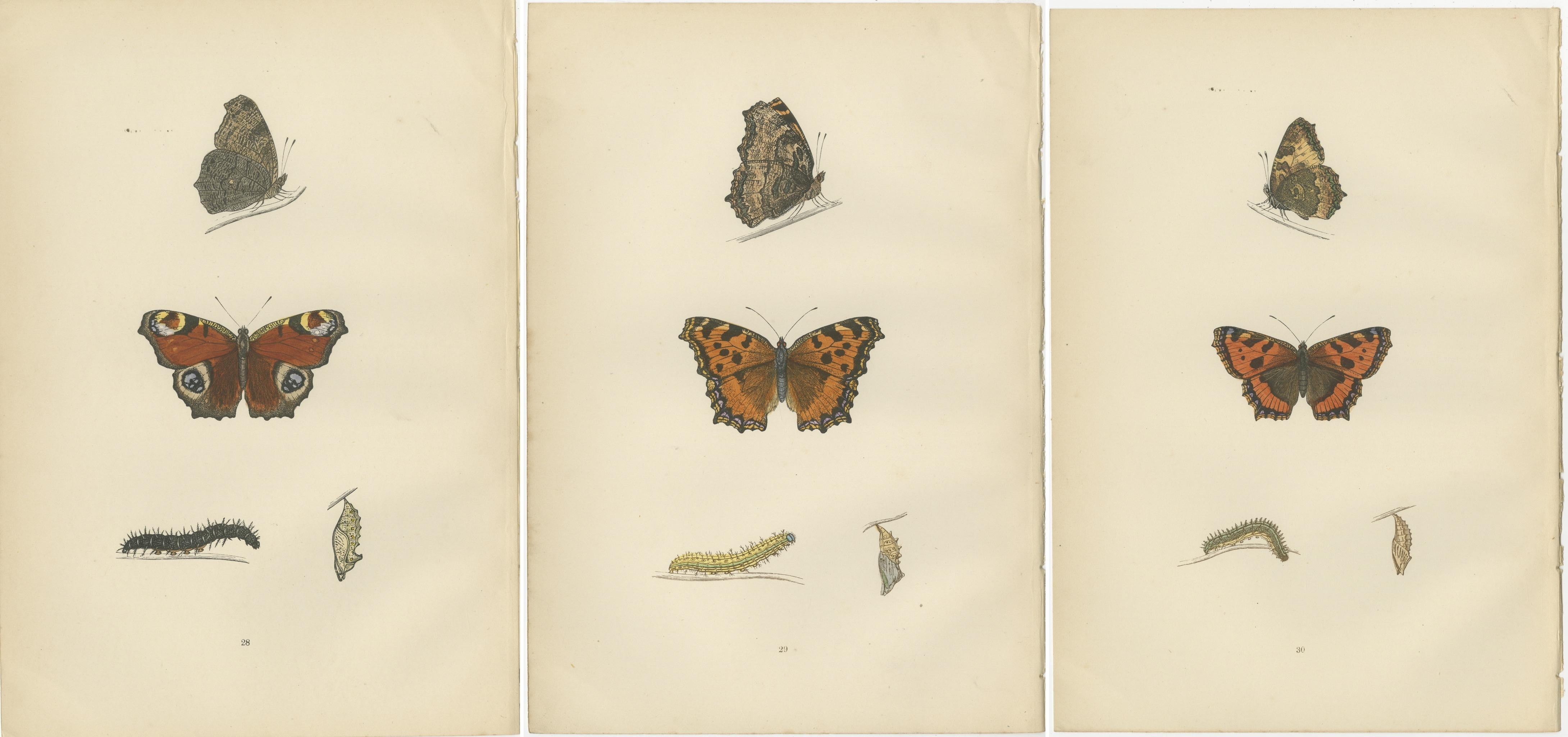 Paper Metamorphosis in Motion: A Victorian Glimpse of British Butterflies, 1890 For Sale
