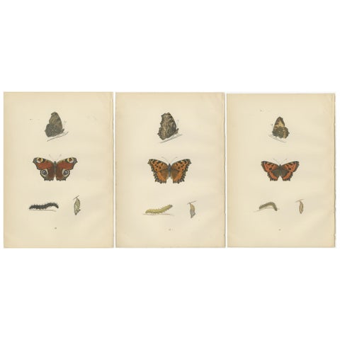 Metamorphosis in Motion: A Victorian Glimpse of British Butterflies, 1890