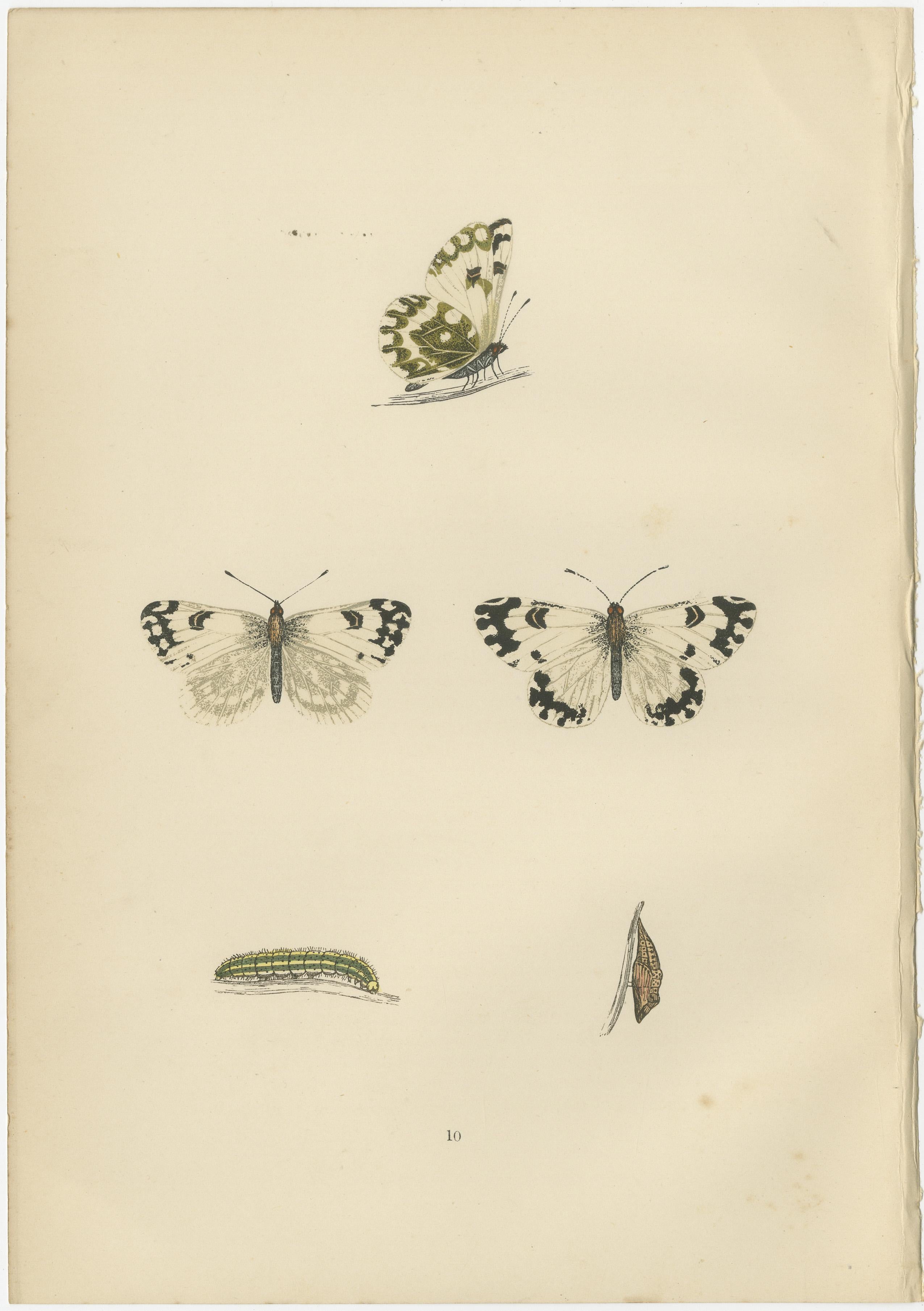The original antique and hand-colored butterflies prints are a fascinating selection from the British Isles, each with distinctive features:

1. **Chequered White (Selenia tetralunaria)** – Also known as the Comma, this butterfly is not typically