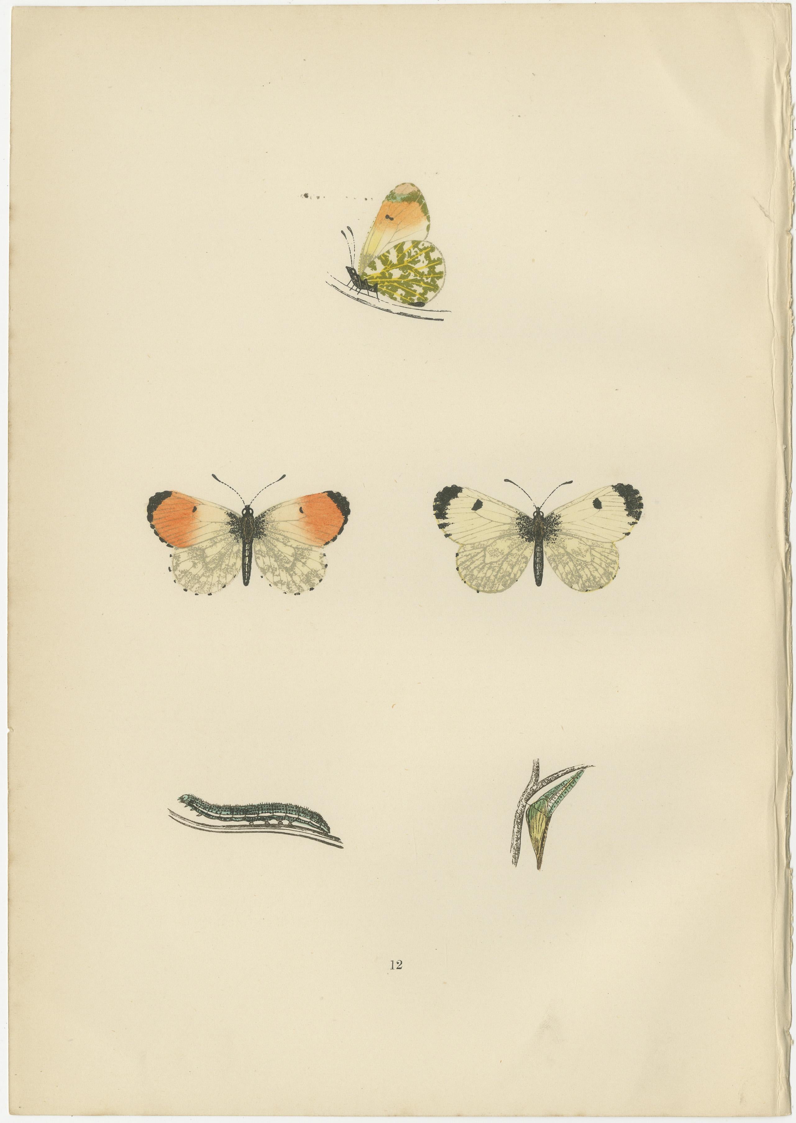 Late 19th Century Metamorphosis in Repose: A Trio of Butterfly Lifecycles For Sale