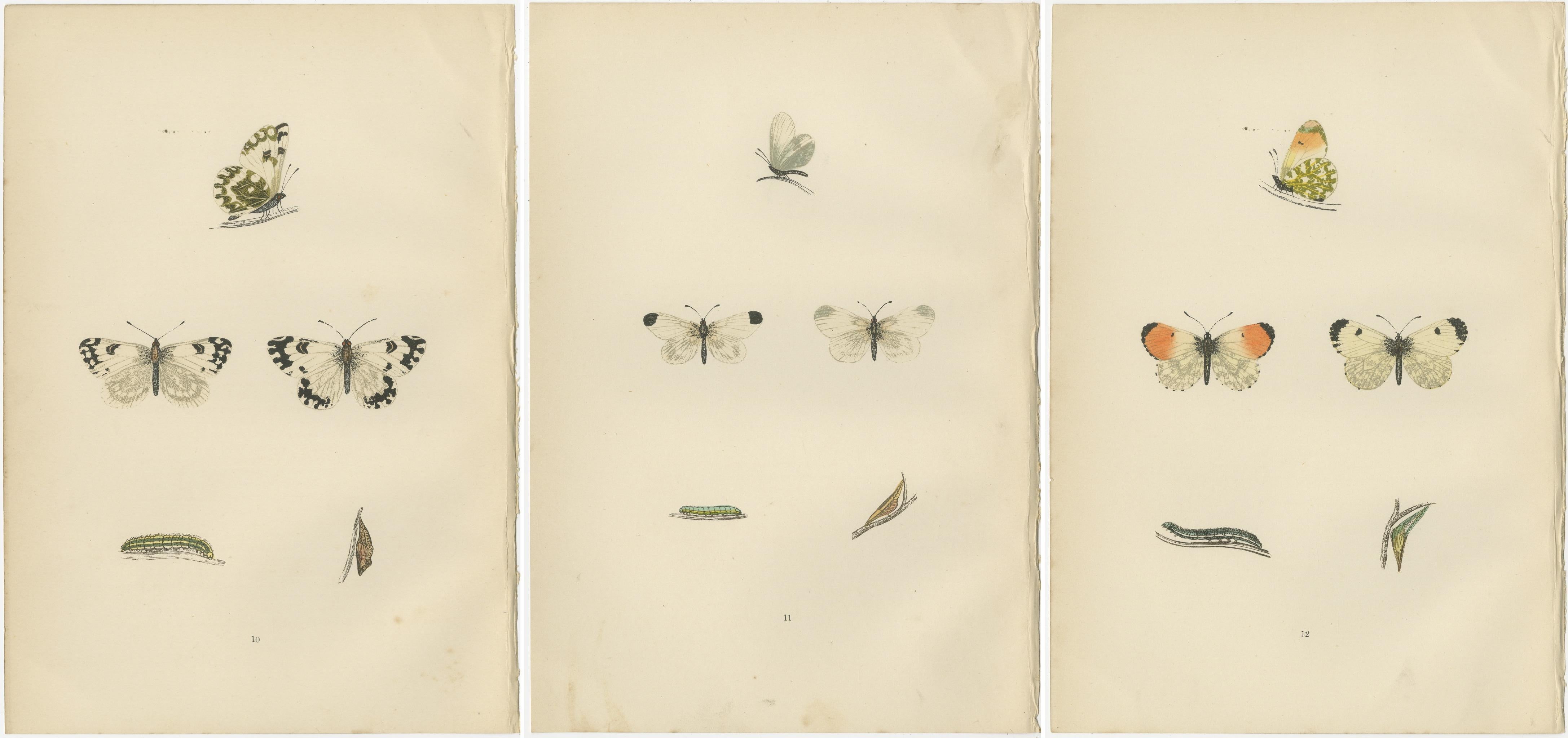 Paper Metamorphosis in Repose: A Trio of Butterfly Lifecycles For Sale
