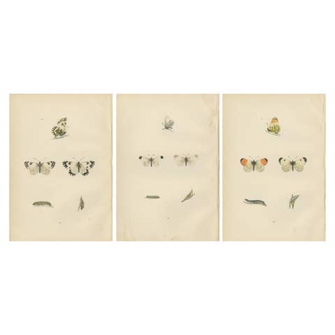 Metamorphosis in Repose: A Trio of Butterfly Lifecycles