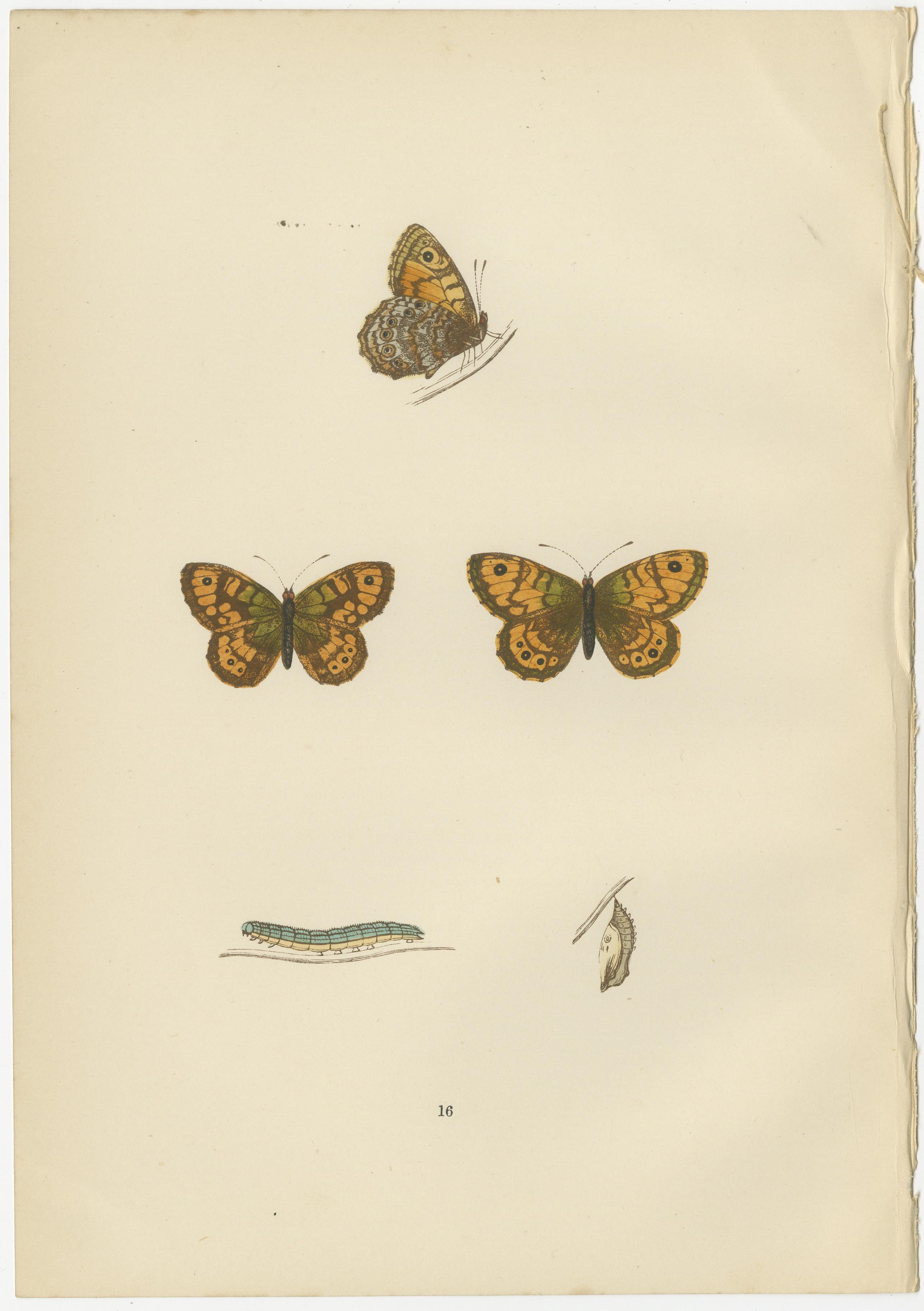 The butterflies depicted in the images represent species from the British Isles, from 'A History of British Butterflies' by Morris. They are original hand-coloured antique prints. Here's some information about each species:

1. **Gatekeeper (Pyronia