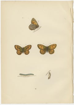 Metamorphosis Montage: The Lepidopteran Lifecycle, 1890