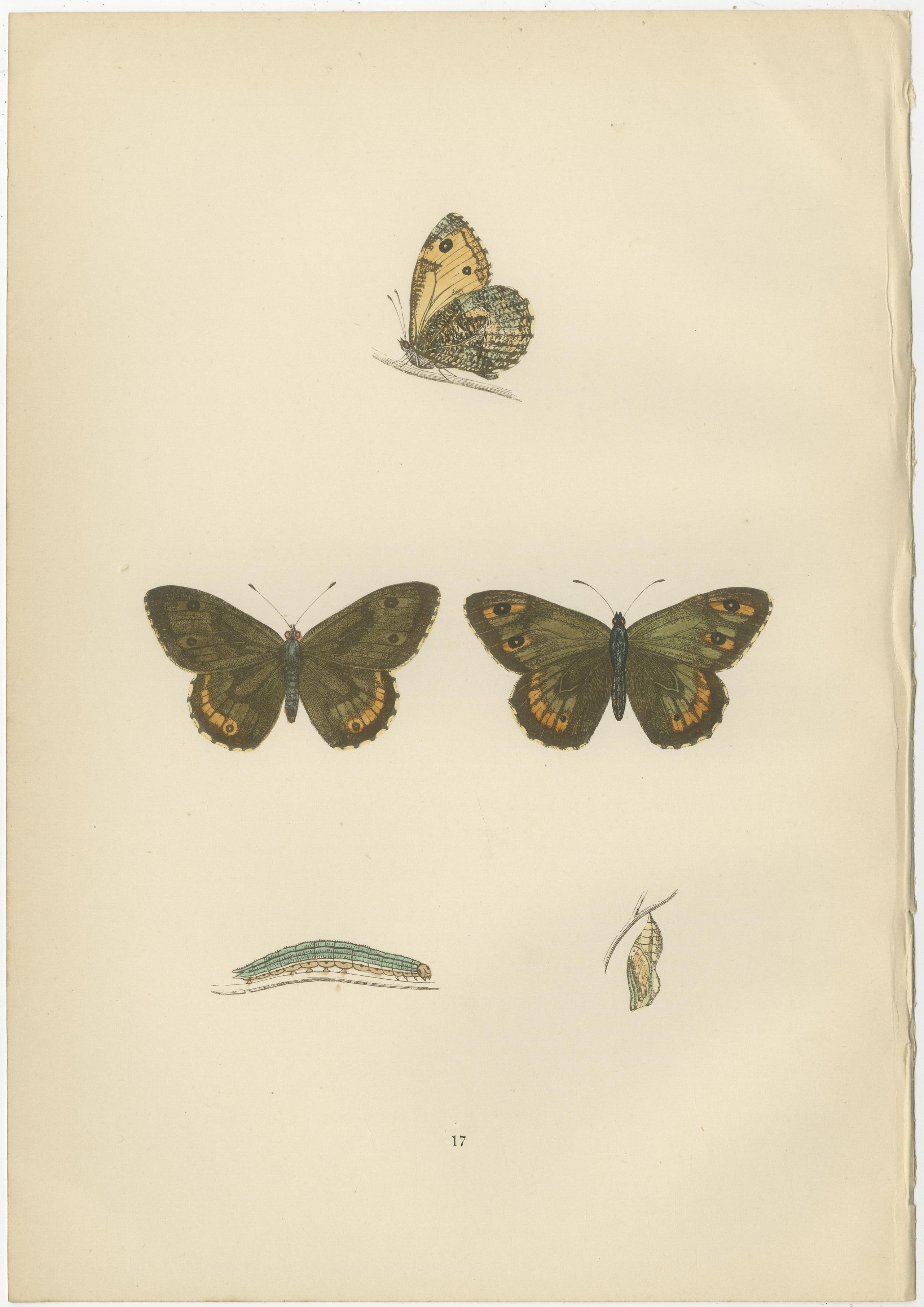 Metamorphosis Montage: The Lepidopteran Lifecycle, 1890 In Good Condition For Sale In Langweer, NL