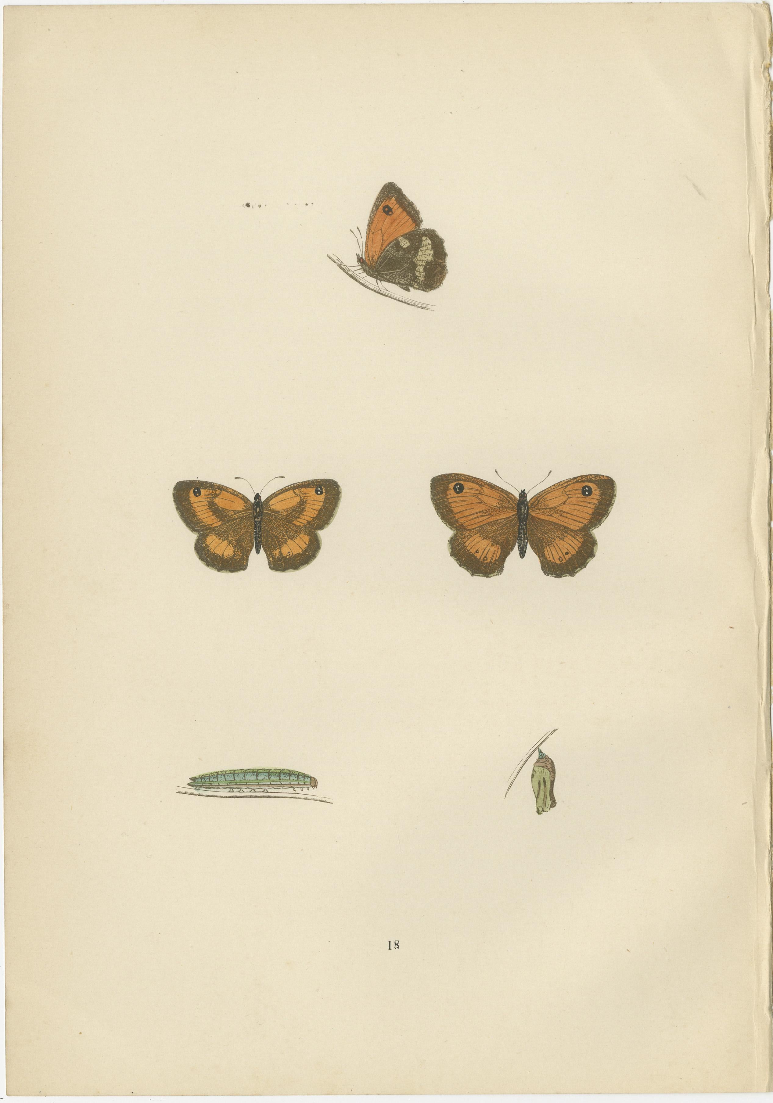 Late 19th Century Metamorphosis Montage: The Lepidopteran Lifecycle, 1890 For Sale