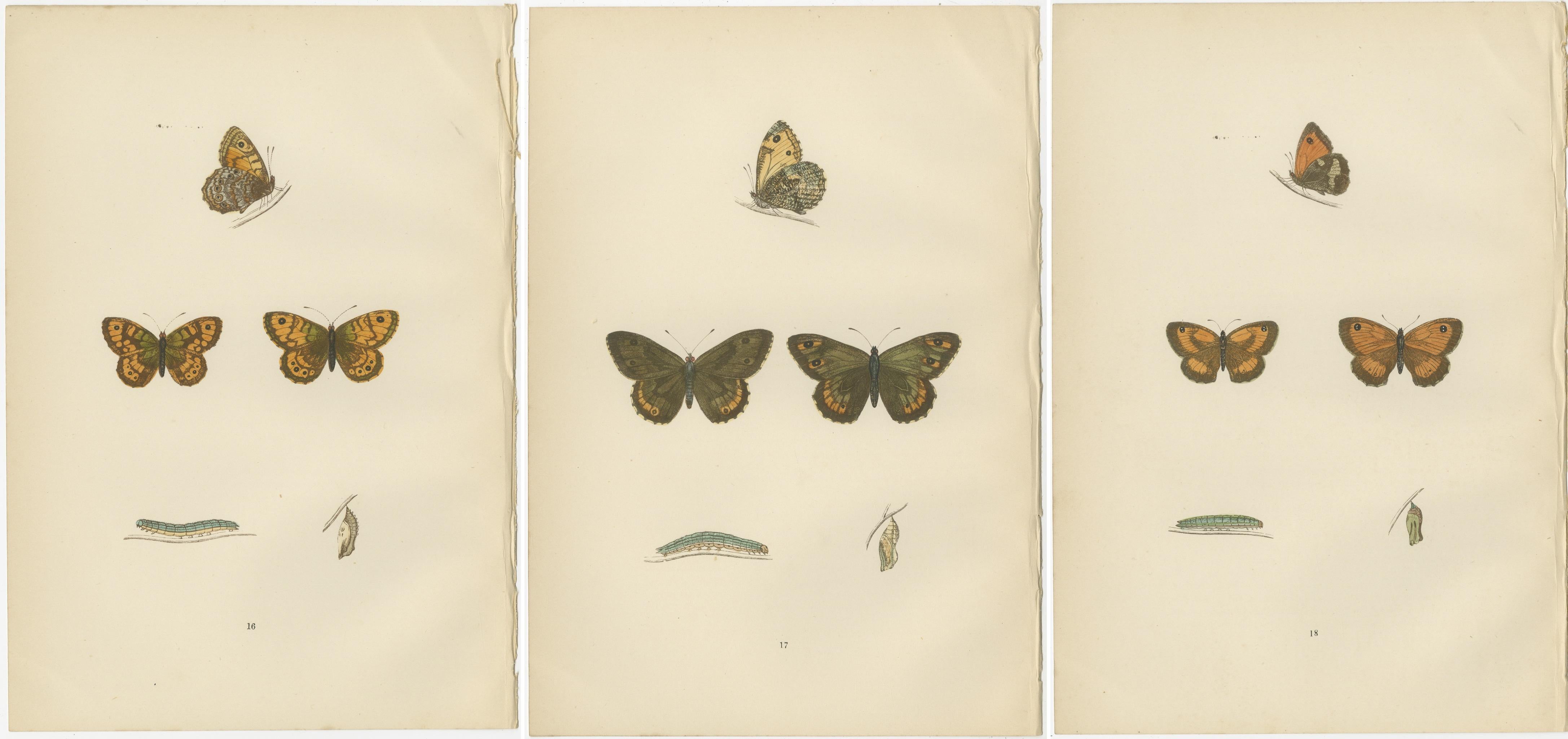 Paper Metamorphosis Montage: The Lepidopteran Lifecycle, 1890 For Sale
