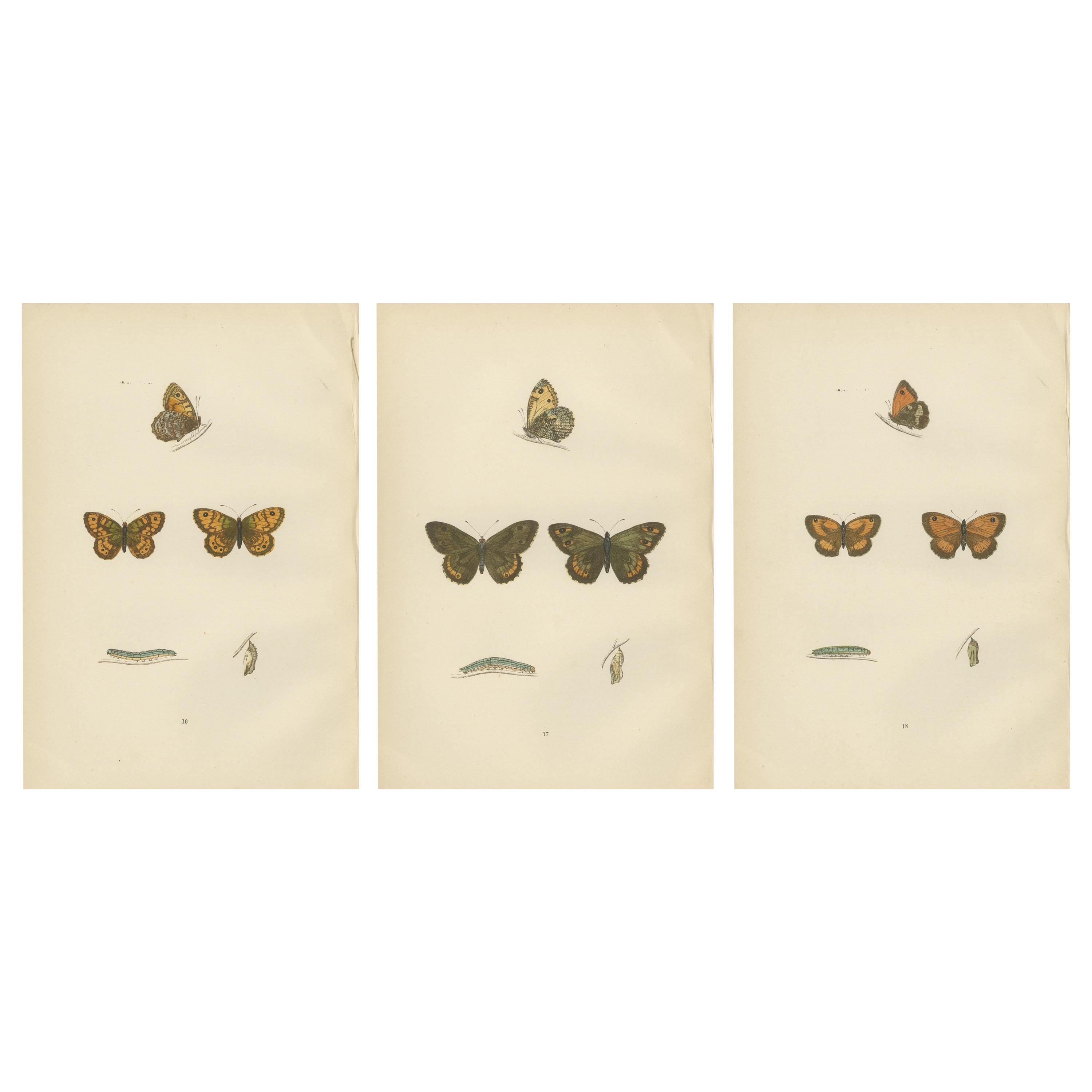 Montage della metamorfosi: Il ciclo di vita dei lepidotteri, 1890