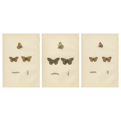 Montage della metamorfosi: Il ciclo di vita dei lepidotteri, 1890