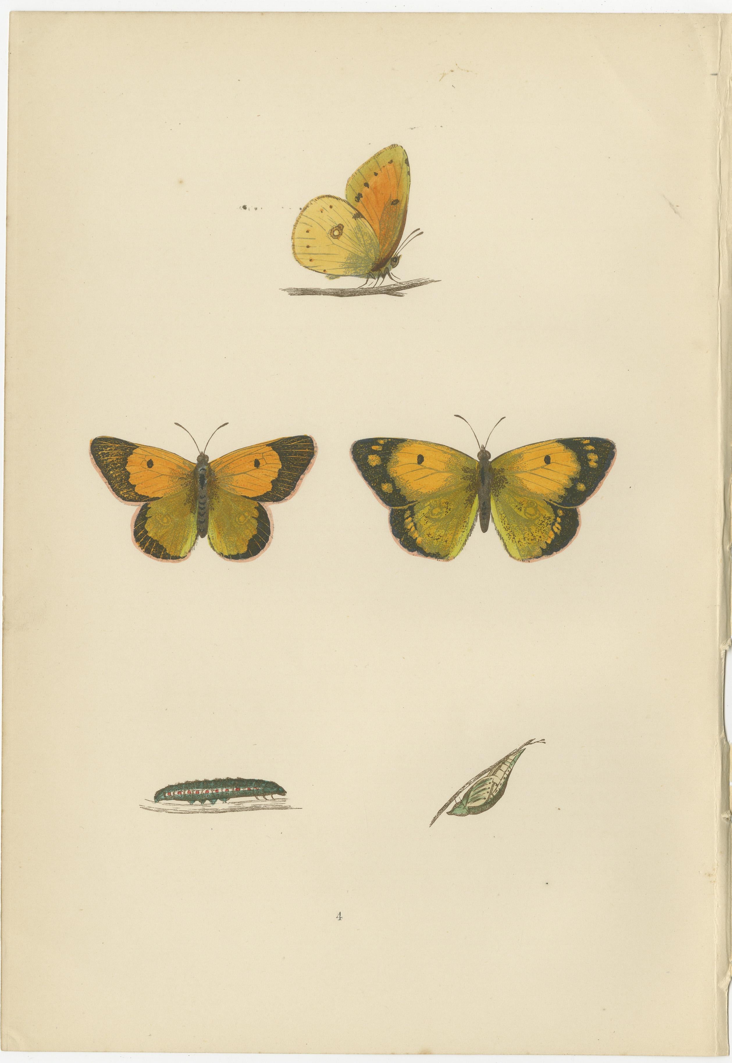The images are hand-colored plates from 