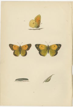 Metamorphosis Montage: The Life Stages of a Butterfly, 1890