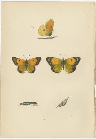 Metamorphosis Montage: The Life Stages of a Butterfly, 1890, view 2