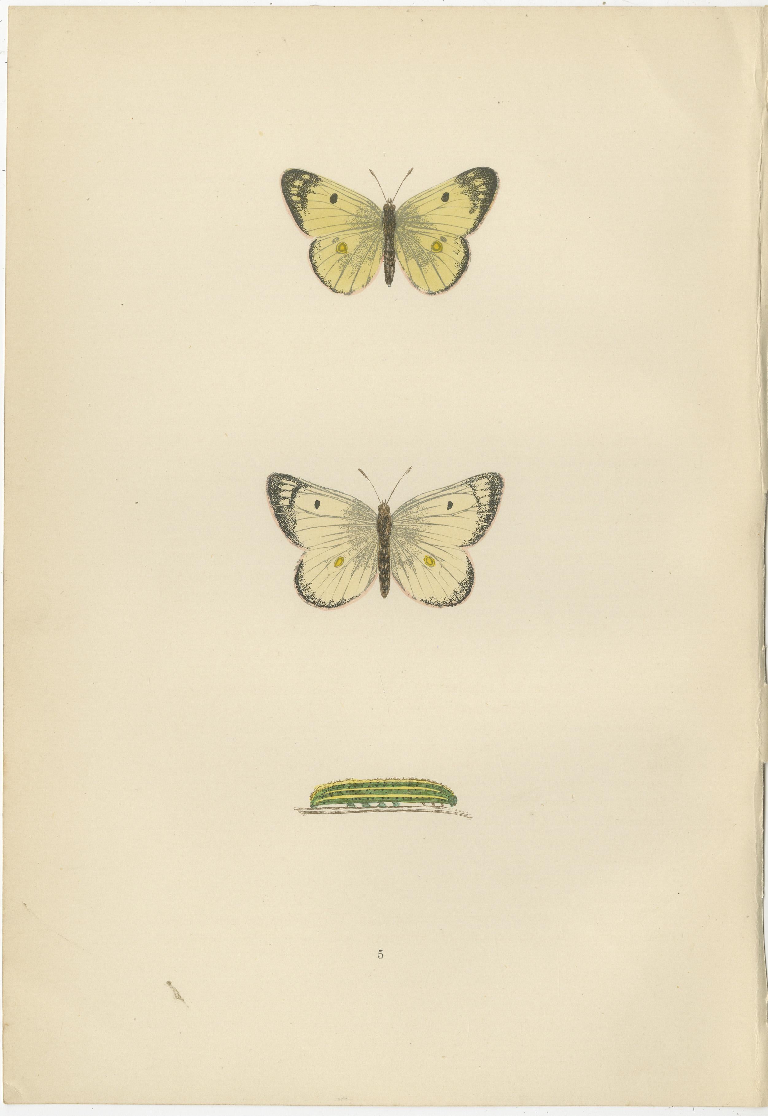 Metamorphosis Montage: The Life Stages of a Butterfly, 1890 In Good Condition For Sale In Langweer, NL