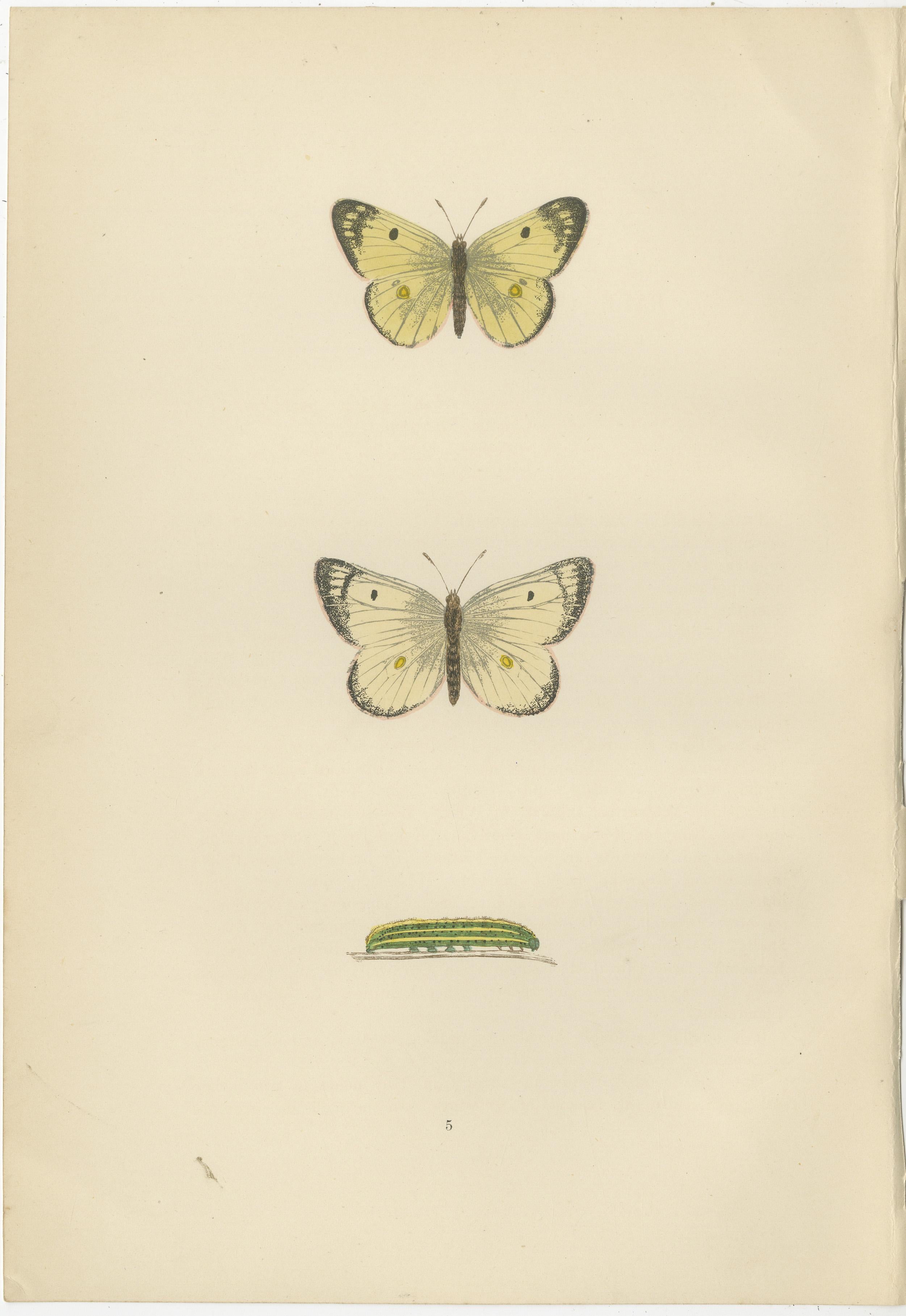 fasi della farfalla