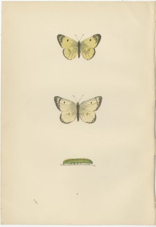 Metamorphosis Montage: The Life Stages of a Butterfly, 1890, view 3