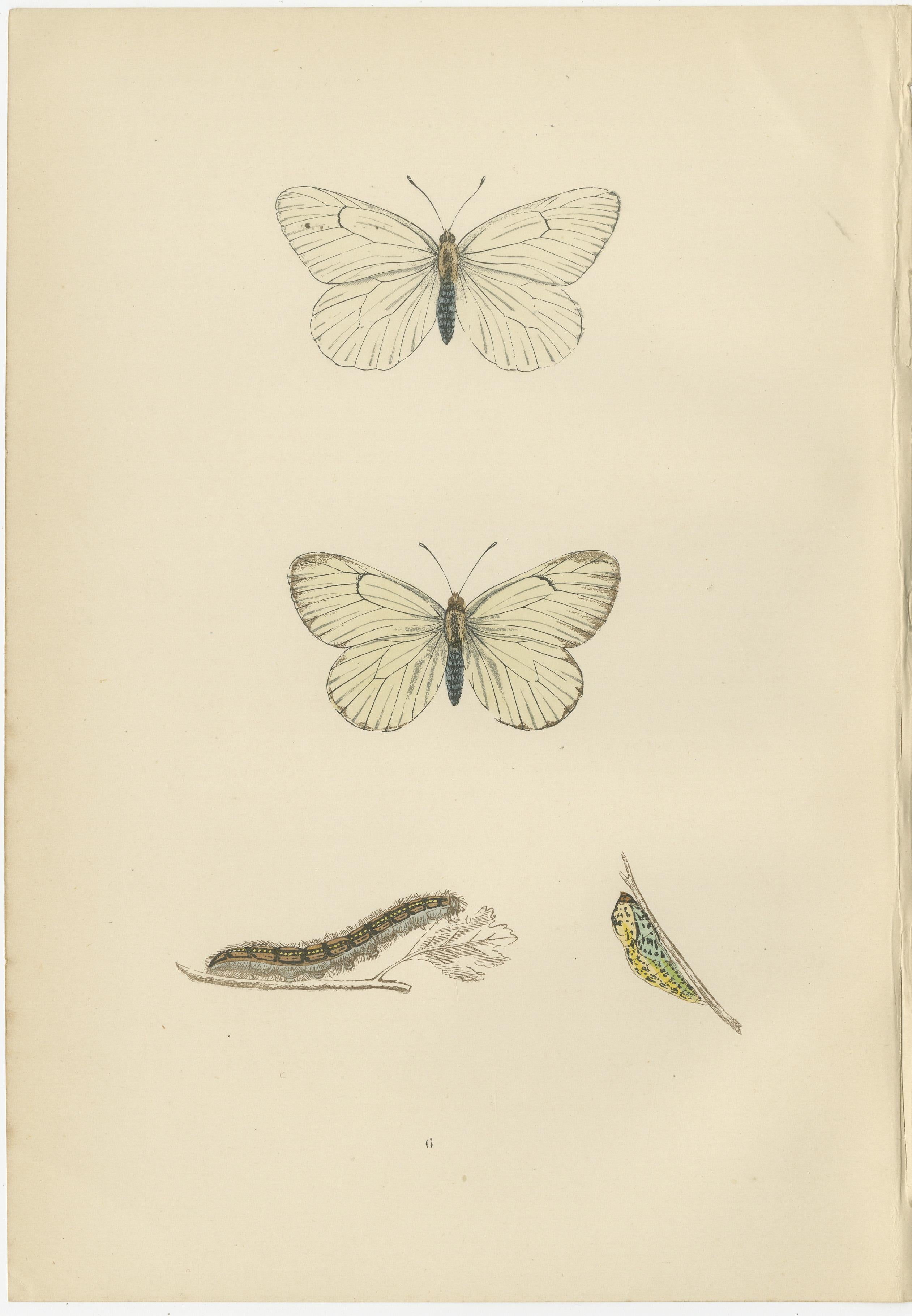 Late 19th Century Metamorphosis Montage: The Life Stages of a Butterfly, 1890 For Sale