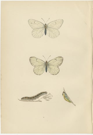 Metamorphosis Montage: The Life Stages of a Butterfly, 1890, view 4