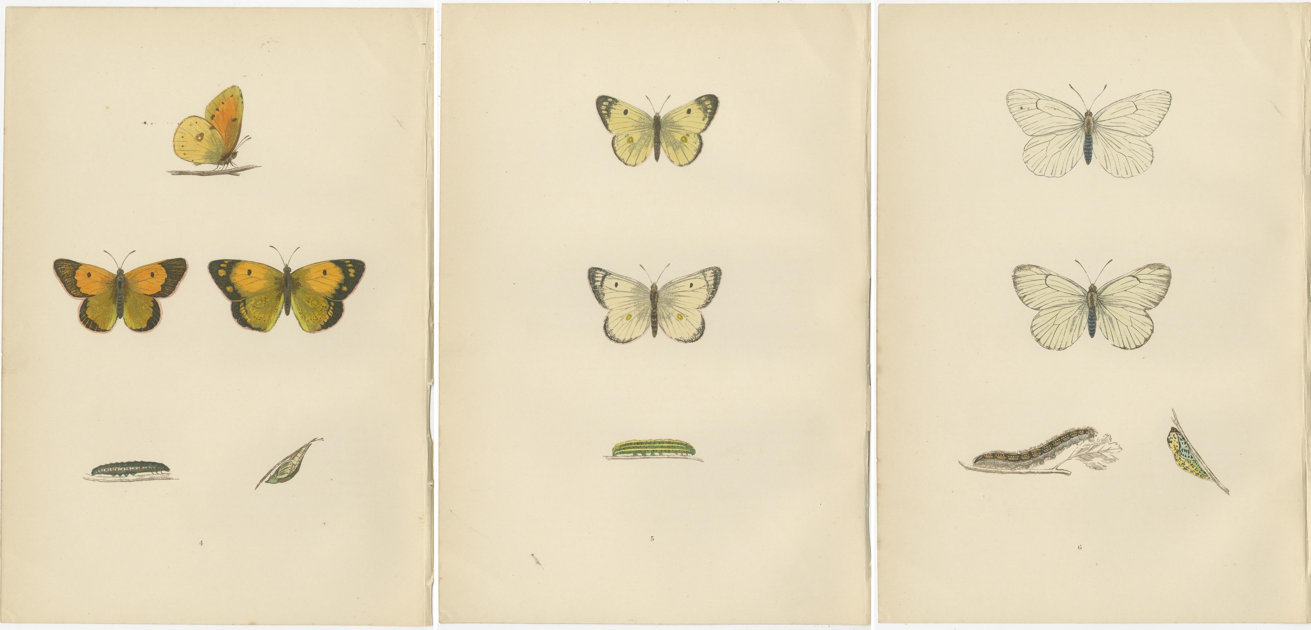 Paper Metamorphosis Montage: The Life Stages of a Butterfly, 1890 For Sale