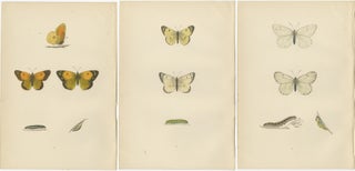 Metamorphosis Montage: The Life Stages of a Butterfly, 1890, view 5