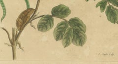 Metamorphosis of Surinamese Insects in an Original Hand-Colored Engraving, 1705