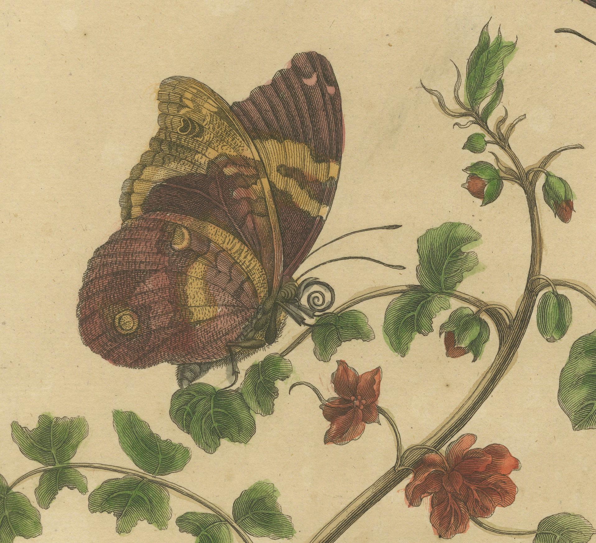 Engraved Metamorphosis of Surinamese Insects in an Original Hand-Colored Engraving, 1705 For Sale