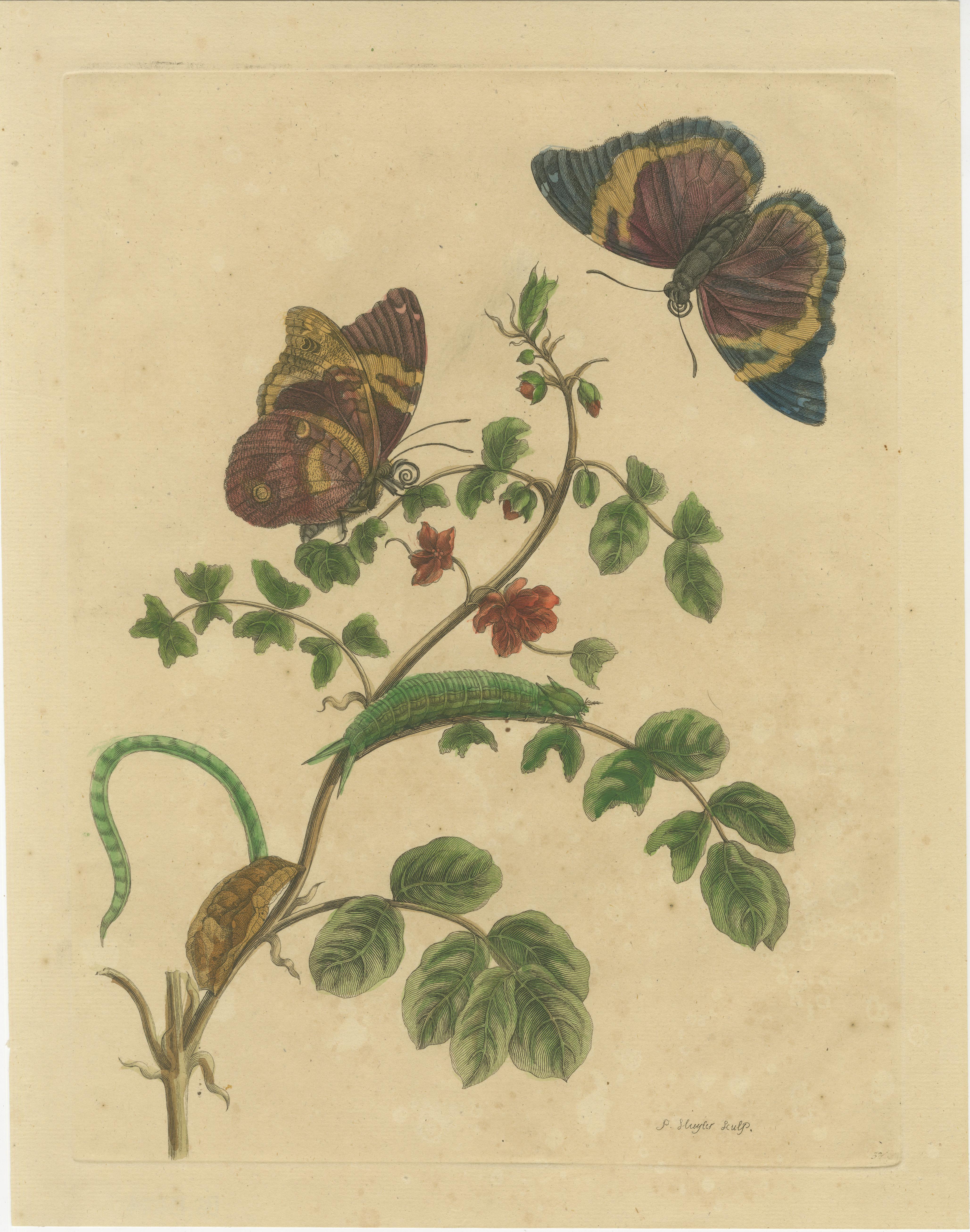 Paper Metamorphosis of Surinamese Insects in an Original Hand-Colored Engraving, 1705 For Sale