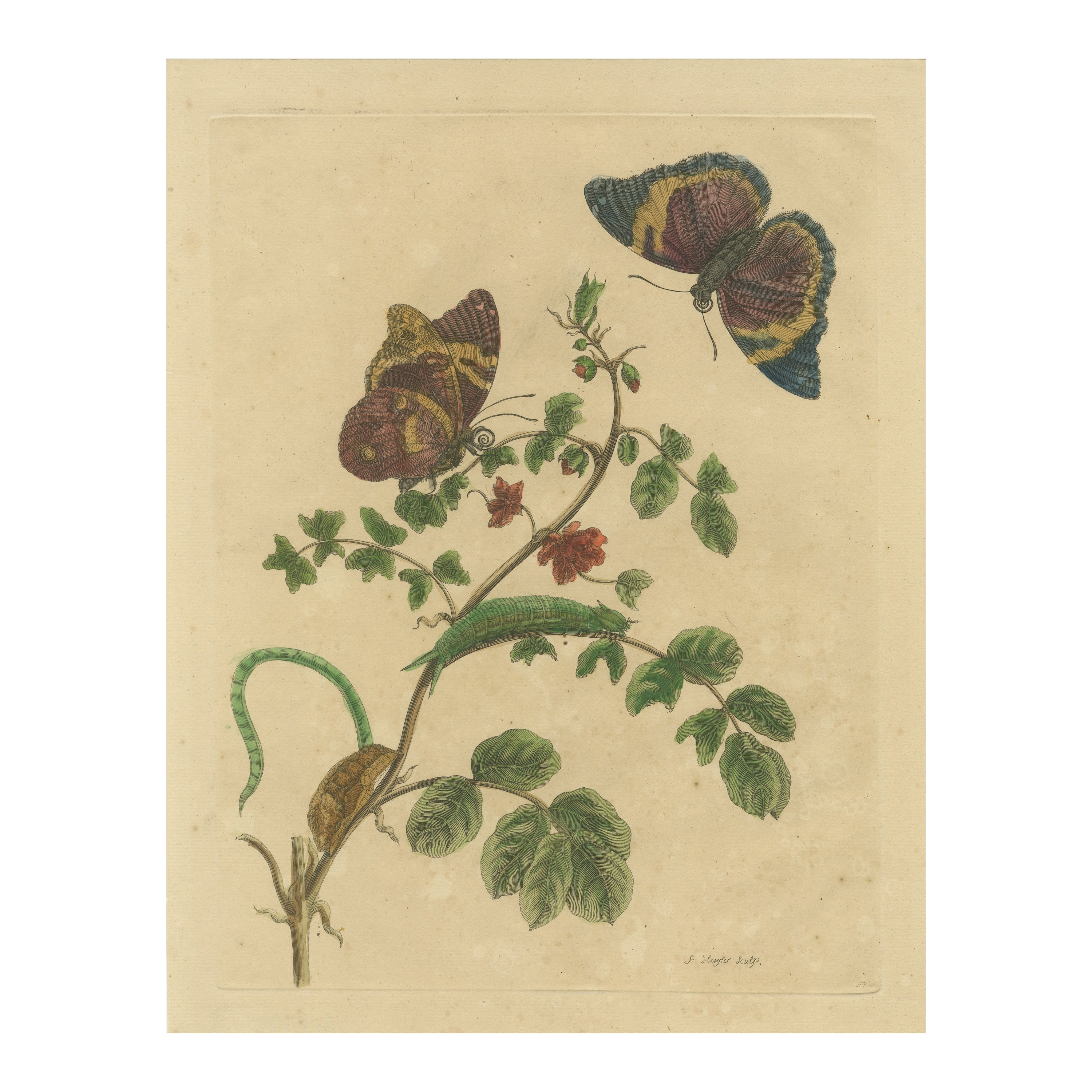 Metamorfosi degli insetti del Suriname in un'incisione originale colorata a mano, 1705 in vendita