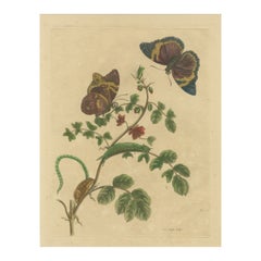 Metamorfosi degli insetti del Suriname in un'incisione originale colorata a mano, 1705