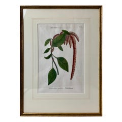 Mezzotint of "Amaranthus caudatus" Johann W. Weinmann, 1737-1745