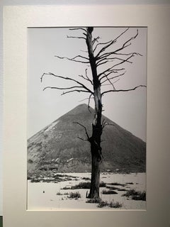 A Dead Tree and a Slagheap, b&w winter landscape, vintage photograph, 1978