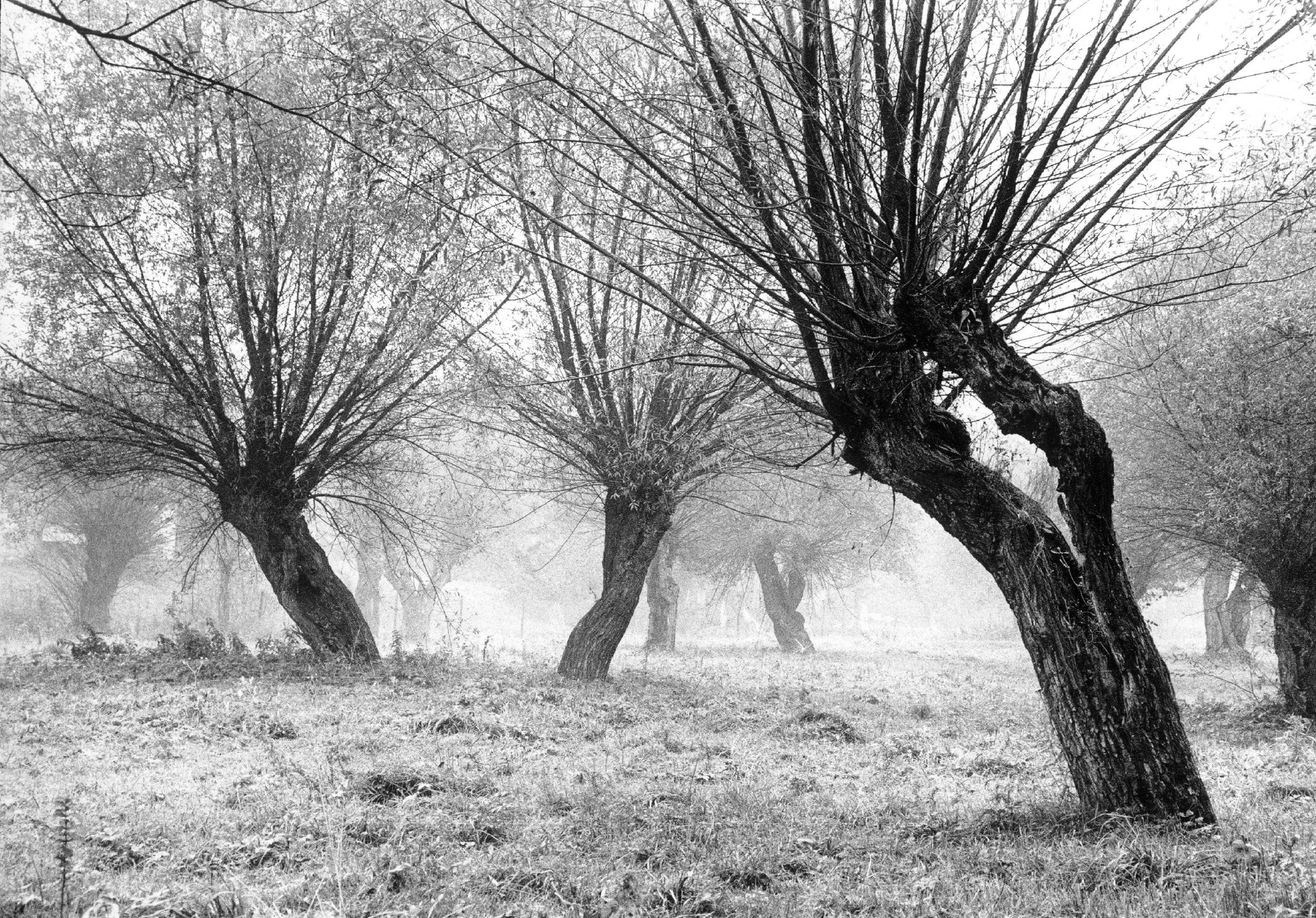 Michał Cała Landscape Photograph - Krasiczyn, Poland - Tree landscape - vintage print