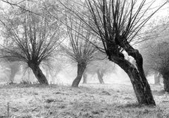 Krasiczyn, Poland - Tree landscape - vintage print