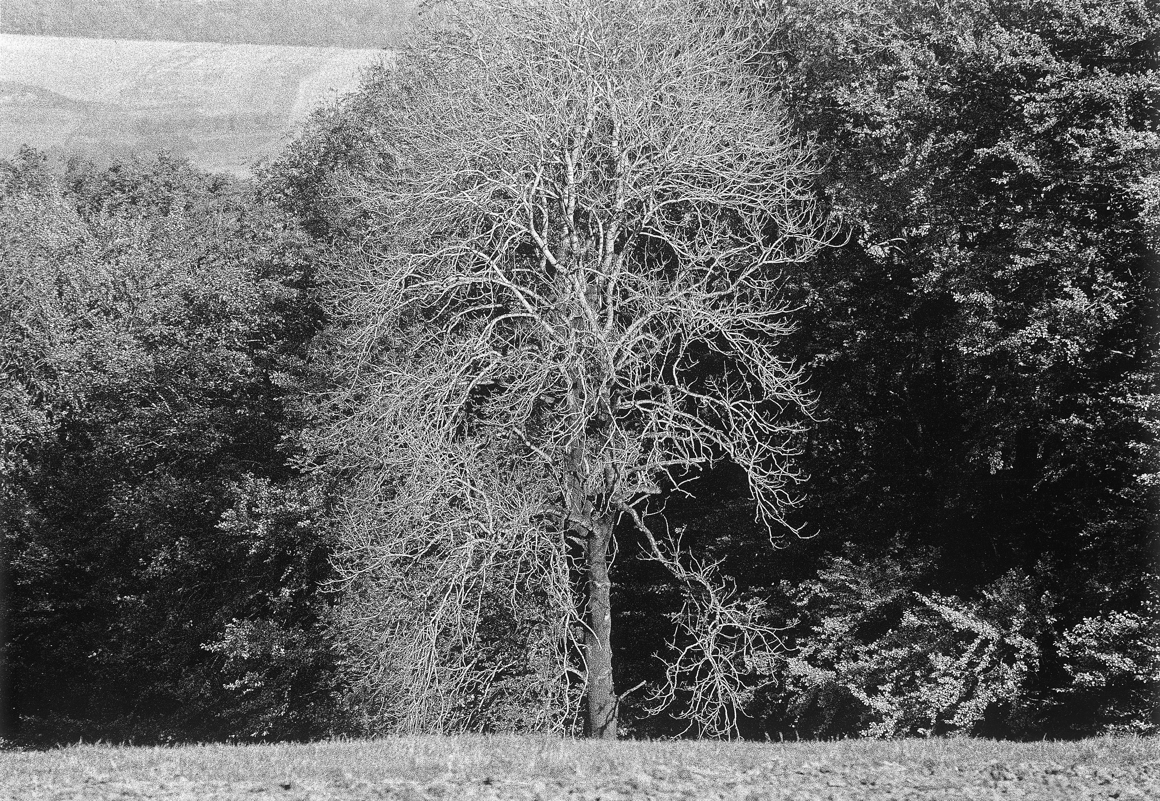 White tree - Kalwaria Pacławska - Polish Galicia
