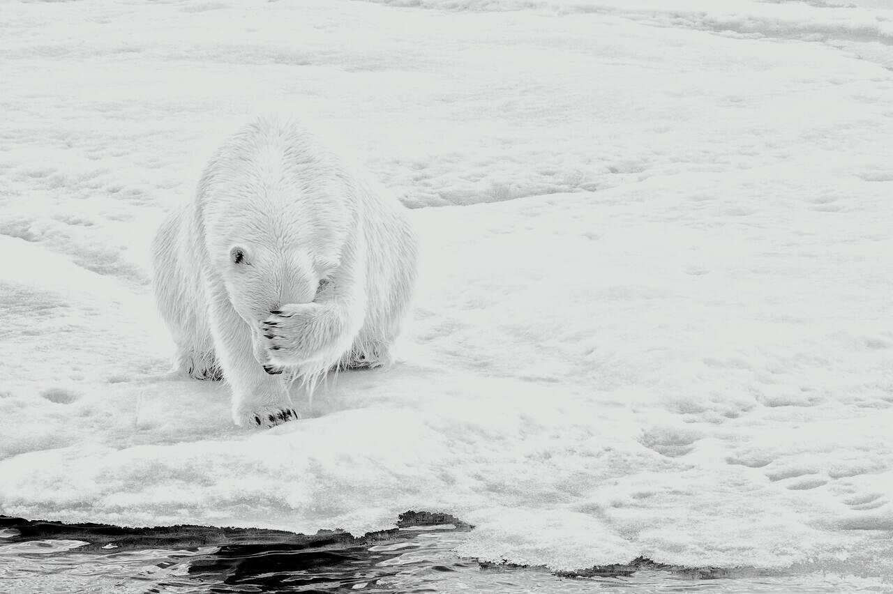 Michael Aw Black and White Photograph - How Much Can A Polar Bear Bear? (Horizontal)