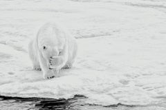 How Much Can A Polar Bear Bear? (Horizontal)